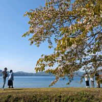 サクラ,葉桜,田沢湖,湖の風景の画像