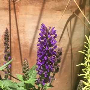 寄せ植え,可愛い,紫の花,花のある暮らし,植物のある暮らしの画像
