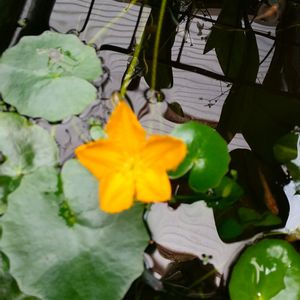 水生植物,花のある暮らし,テラスの画像