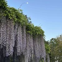 フジ,藤棚,iPhone撮影,今日のお花,ちっちゃいものクラブの画像