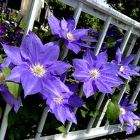 クレマチス,紫の花,植えっぱなし,花のある暮らし,庭の画像