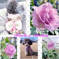 バラ,バラ リベルラ,愛犬とお花,お花のある暮らし,大好きな薔薇♡の画像