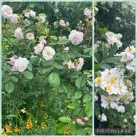 ノイバラ,今日の庭,5月の庭,ばら バラ 薔薇,トゲ無しノイバラの画像