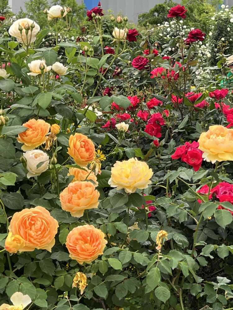 テクテクさんの山下公園への投稿