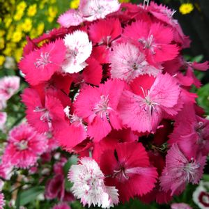 ナデシコ,フォクスリータイム,四季咲きなでしこカラーマジシャン,ダール ベルグ デージー,八重のピンクギョリュウバイの画像