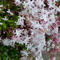 ハゴロモジャスミン,白い花,花のある暮らし,スマホ撮影,5月の花の画像