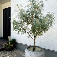 グレビレア　バンクシー,オージープランツ,シンボルツリー,植物のある暮らし,玄関アプローチの画像