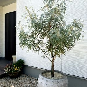 グレビレア　バンクシー,オージープランツ,シンボルツリー,植物のある暮らし,玄関アプローチの画像
