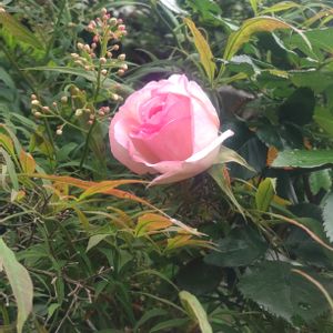 ピエールドゥロンサール,ナチュラルガーデン,花のある暮らし,バラ・ミニバラ,バラのある暮らしの画像