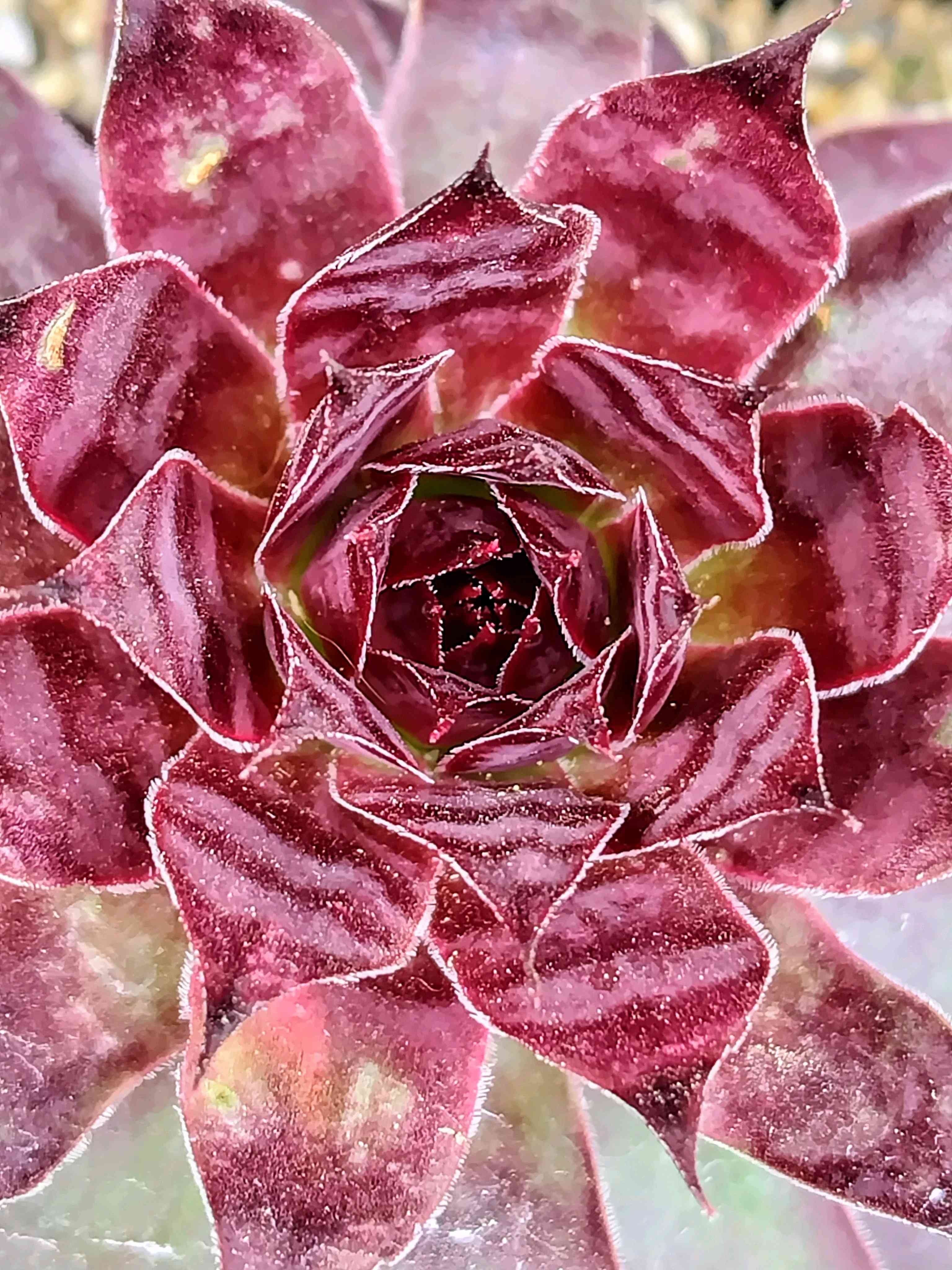 ストロベリーキウイの一覧｜🍀GreenSnap（グリーンスナップ）