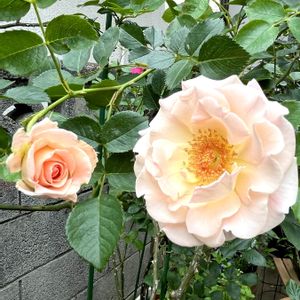 バラ,ロココ,ピース,アフロディーテ,アレックスレッドの画像