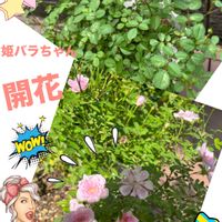 姫バラ,開花,つぼみ,観葉植物を楽しむ,植物大好きの画像