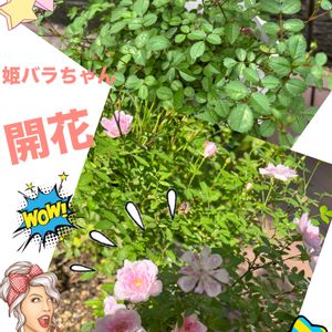姫バラ,開花,つぼみ,観葉植物を楽しむ,植物大好きの画像