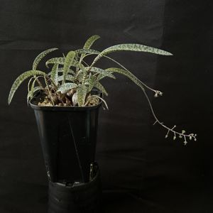 レデボウリア・ソシアリス,多肉植物,観葉植物,珍奇植物,ケープバルブの画像