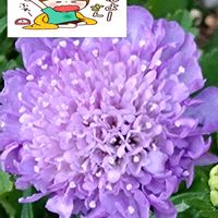 スカビオサ,紫の花,まつむしそう,家庭園芸,スカビオサの栽培の画像
