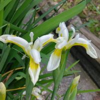 アマドコロ,ホウチャクソウ,ホウチャクソウ,白い色の花,コアヤメの画像