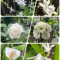ガウラ,カラー,カランコエ,白い花,つるバラの画像