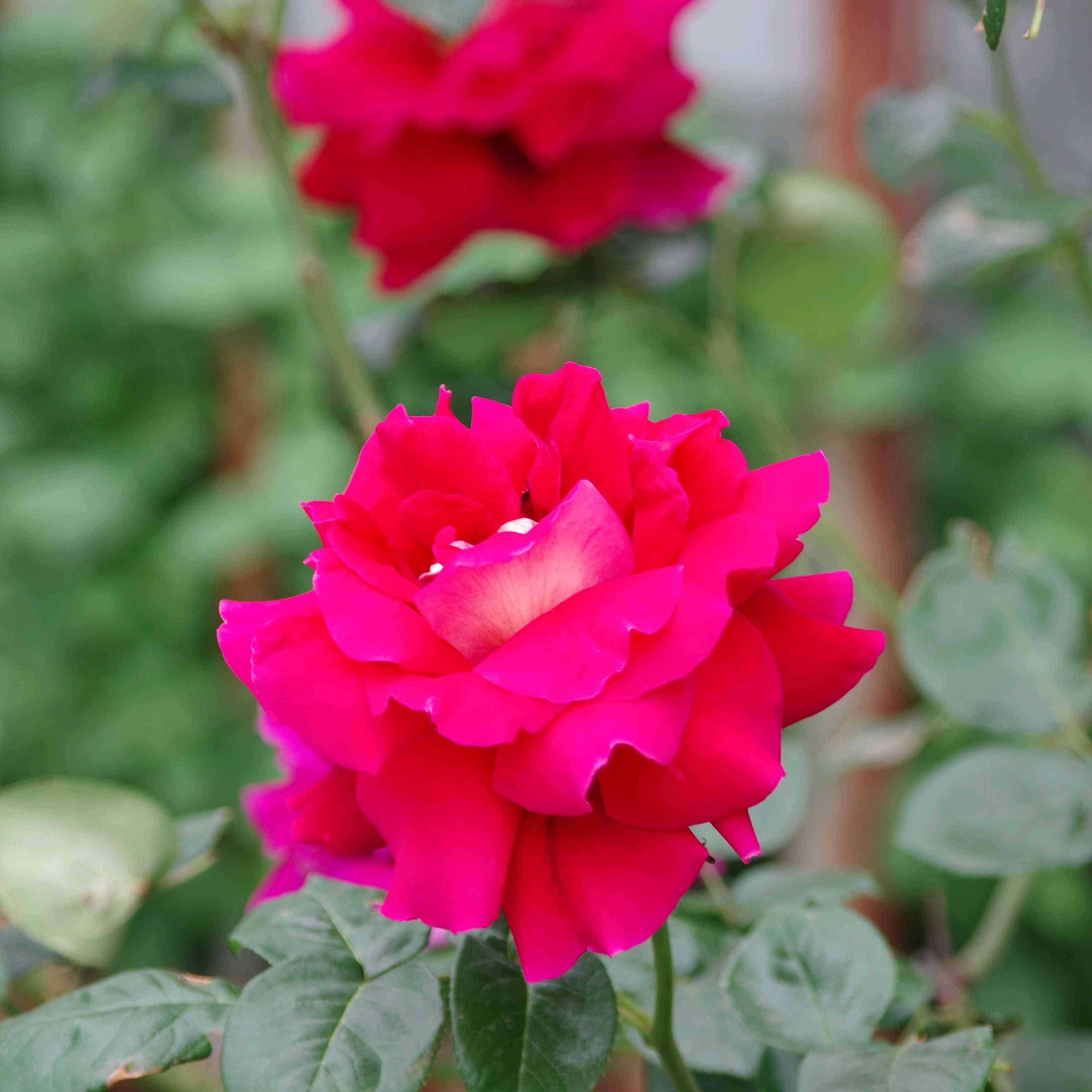 25年放置バラの仕立て直し2｜🍀GreenSnap（グリーンスナップ）