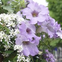 ペチュニア,ユーフォルビア,花のある暮らし,薄紫色の花,愛しの紫の画像