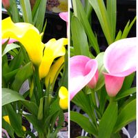 カラー,ピンクの花,お花屋さん,黄色の花の画像