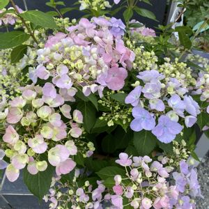 ラグランジア クリスタルヴェール,花のある暮らし,植物のある暮らし,お花大好き♡,ガーデニング初心者の画像