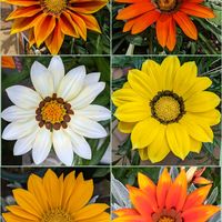 ガザニア,鮮やか ,美しい,宿根ガザニア,大好きなお花☆の画像