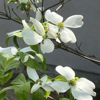 ハナミズキ,ハナミズキ,真っ白な花,青森県(*´˘`*)だーい好き❣❣,がんに負けるな！の画像