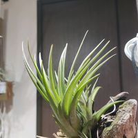 チランジア,観葉植物,チランジア属,謎ナンタの画像
