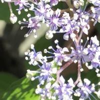 アジサイ,紫陽花,奥多摩コアジサイ,山野草,日陰の庭の画像