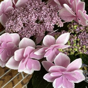花のある暮らし,お花大好き♡,ピンク大好き,げんきもらえます,おうち園芸の画像