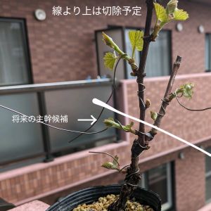 ヤマブドウ,一才ヤマブドウ,盆栽,北海道,雑木の画像