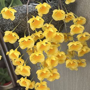 沖縄に咲く花,デンドロビウム-リンドレイ,テラスの画像