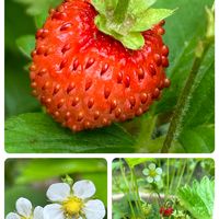 イチゴ,ワイルドストロベリー,ハーブ,こぼれ種,小さなイチゴの画像