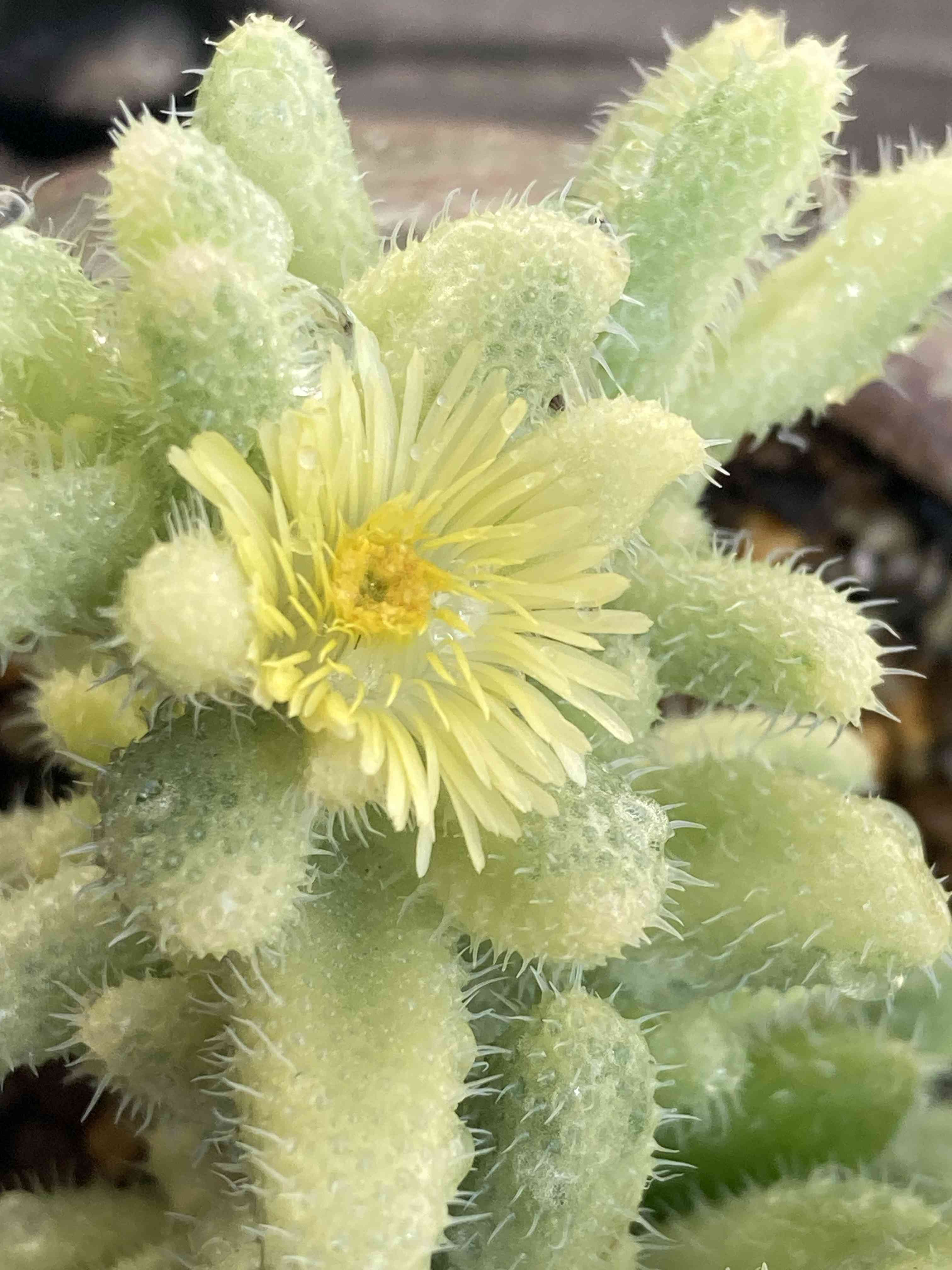 多肉植物の投稿画像 by はなずきんさん｜雷童錦とはなずきん雷童錦と