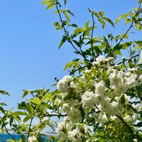 モッコウバラ,白い花,手作りの庭,花のある暮らし,ばら バラ 薔薇の画像
