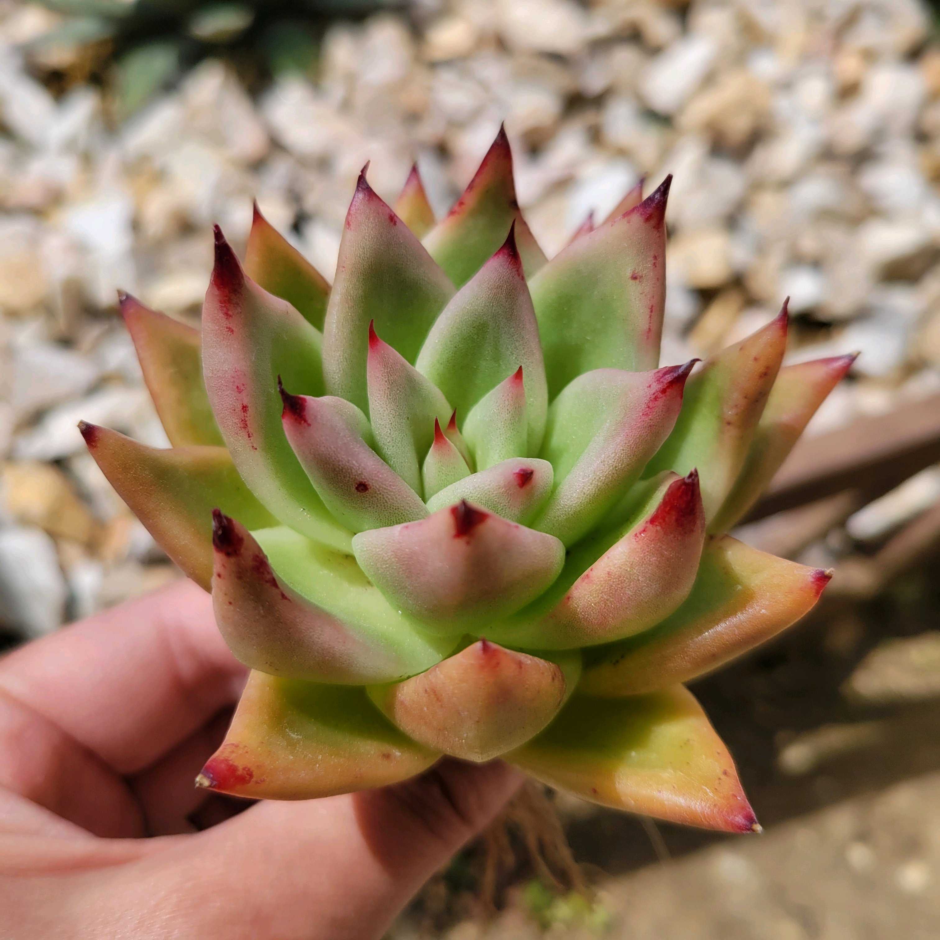 ドッティ｜🍀GreenSnap（グリーンスナップ）