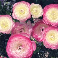 ラナンキュラス,ピンクの花,꒰ღ˘◡˘ற꒱かわゅ~,ひらひらの花ビラ,庭の画像