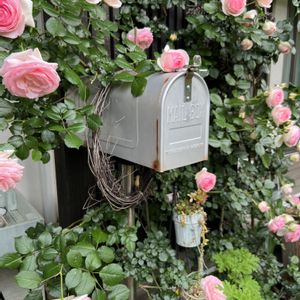 バラ,薔薇,ピエールドゥロンサール,ベランダガーデン,手作りの庭の画像