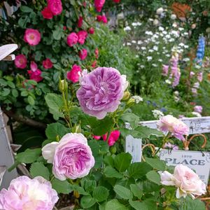 ナチュラルガーデン,5月の庭,ばら バラ 薔薇の画像