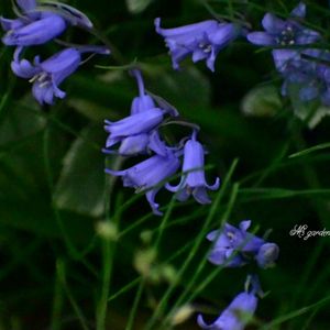 イングリッシュブルーベル,庭の宿根草,植中毒,お花は癒し,GS映えの画像