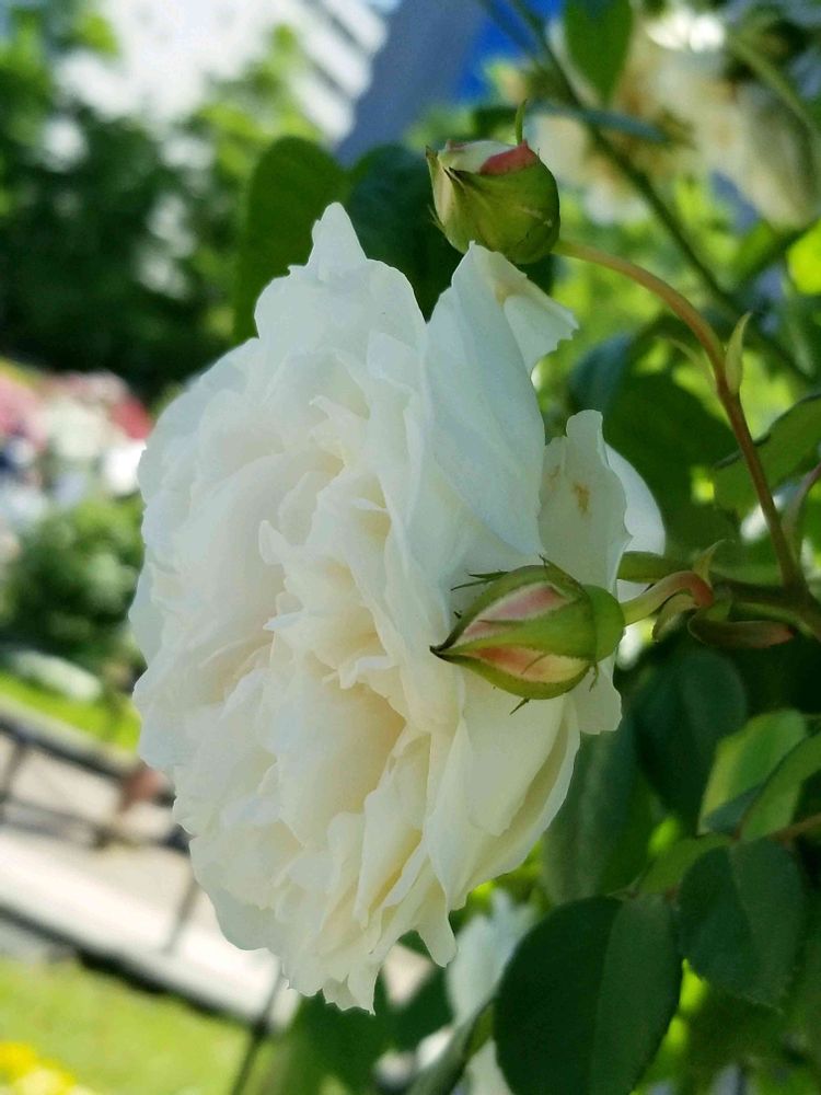 花かんむりの猫さんの山下公園への投稿