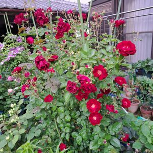 オデュッセイア,バラ 鉢植え,ロサオリエンティス,ばら バラ 薔薇,赤・紅・あか・レッドの画像