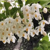 エゴノキ,エゴノキ,エゴノキの花,お出掛け先,白の魅力❤の画像