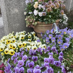 パンジー・ビオラ,花のある暮らし,植中毒,花いろいろ,GS映えの画像