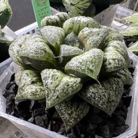 葵スプレンデンス,多肉植物,ハオルチア属,ハオルシア属     ,多肉中毒の画像
