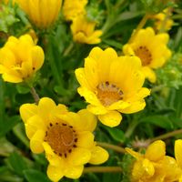 ガザニア,黄色の花の画像