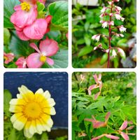ベゴニア,モミジ,ヒューケラ,春菊,花のある暮らしの画像