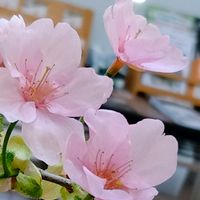 サクラ,春の花,桜,ピンク色の花,山形市野草園の画像