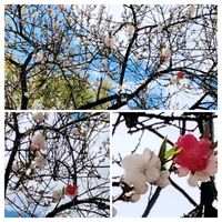 モモ,春の花,花桃,蔵王温泉,白い花、赤い花の画像