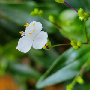 ブライダルベール,ブライダルベール,かわいい,鉢植え,小さな花の画像